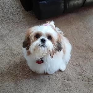 Meet your Posher, Joe